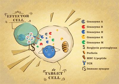 Granzymes in health and diseases: the good, the bad and the ugly